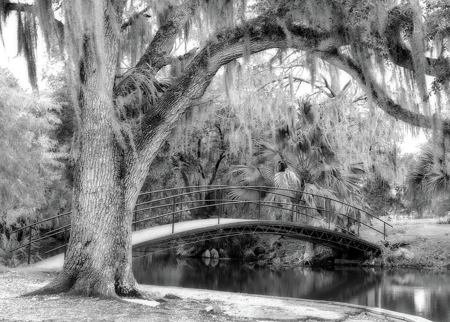 City Park Bridge and Oak Tree bw Photograph by Jerry Fornarotto