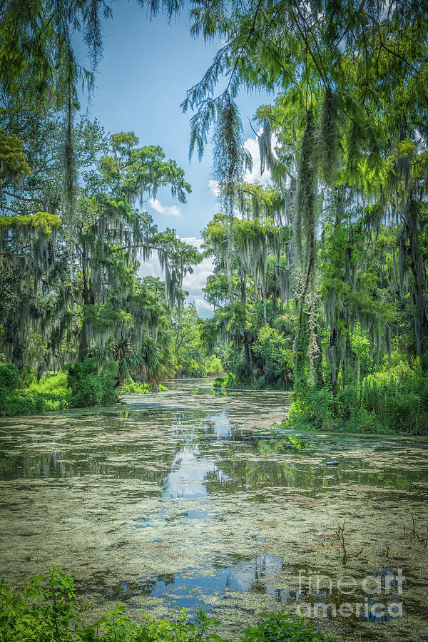 City Park New Orleans Lagoon In Summer Photograph