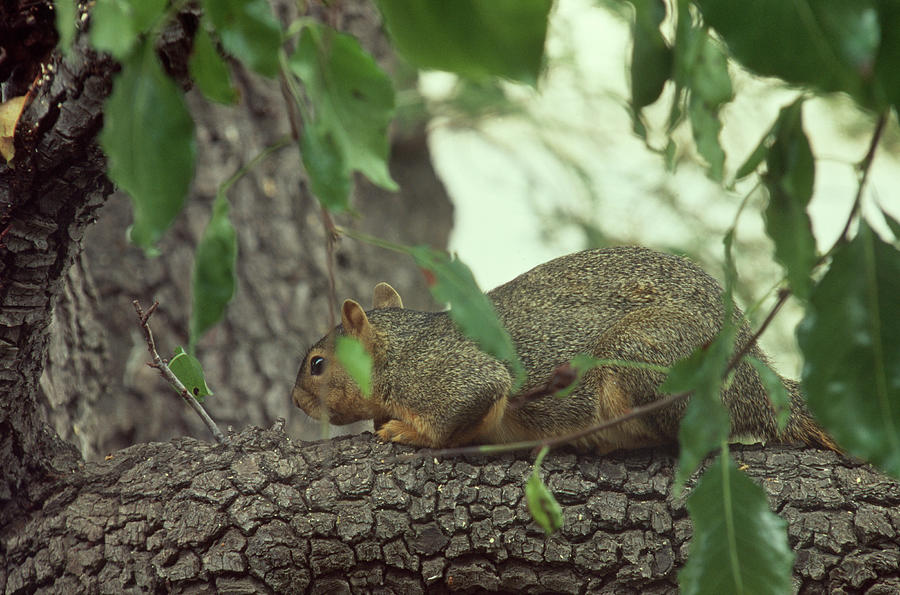 City Squirrel Photograph