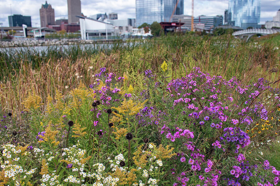 Cityscape Blooms - Milwaukees Lakeshore Wildflower Haven Photograph by Brigitte Blanchette Thompson Cityscape Blooms - Milwaukees Lakeshore Wildflower Haven Photograph by Brigitte Blanchette Thompson