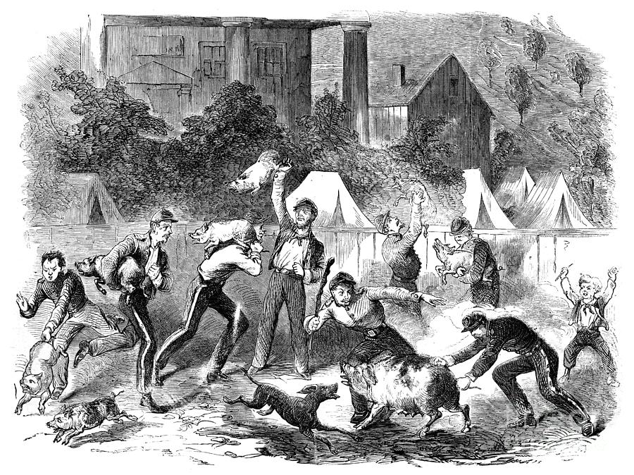 Civil War Foraging, 1861 Drawing by Granger