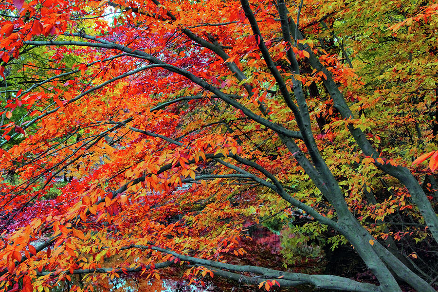  Flickering Foliage Photograph by Jessica Jenney