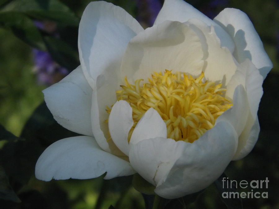 Claire de Lune Peony Photograph by Lingfai Leung - Fine Art America