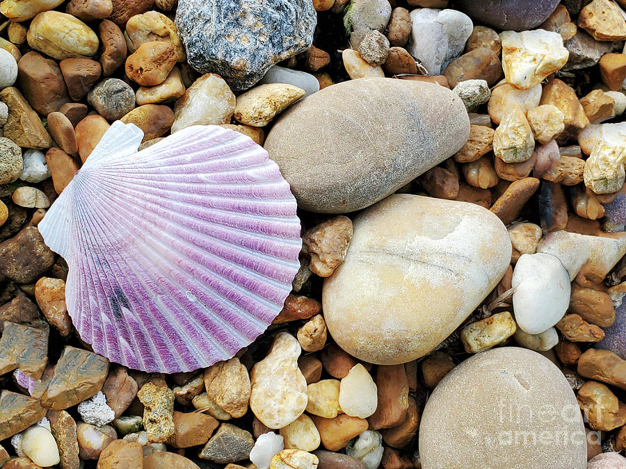 Clam Shell and Rocks Photograph by Sharon Williams Eng