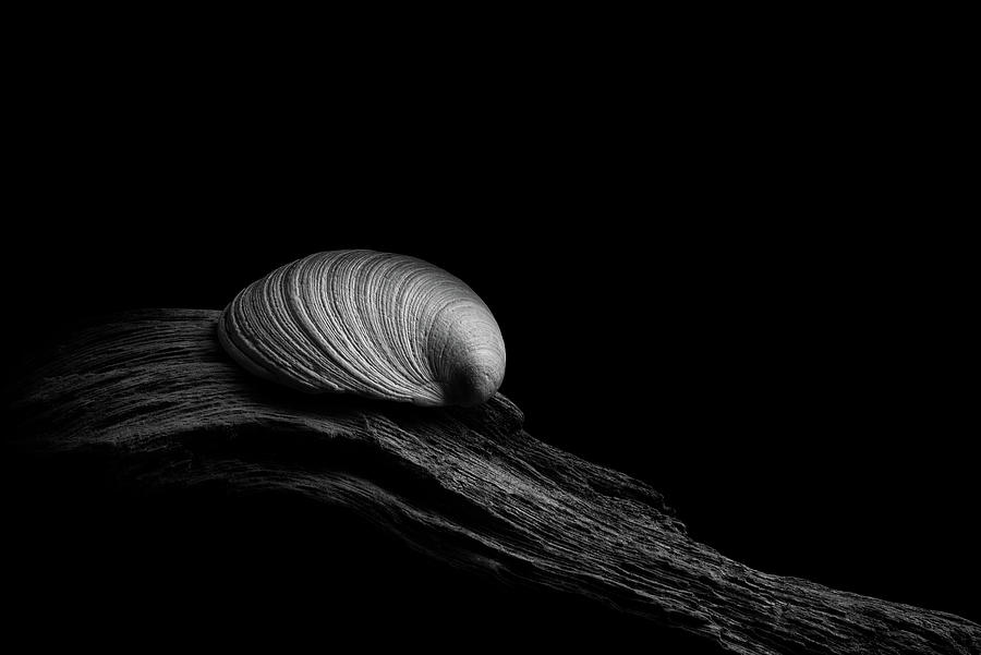 Abstract Photograph - Clam Shell on Driftwood by Richard Rizzo