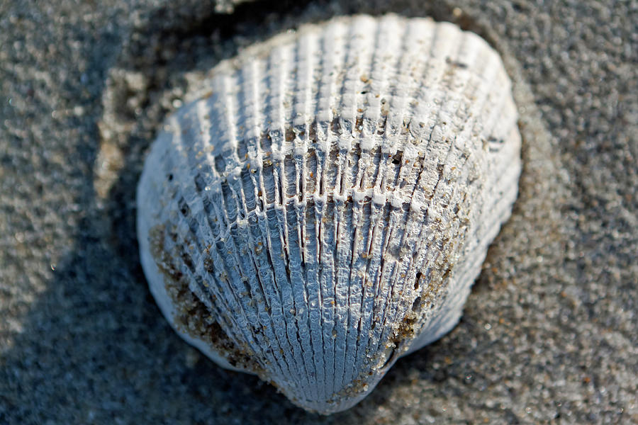 Clam Shell Photograph