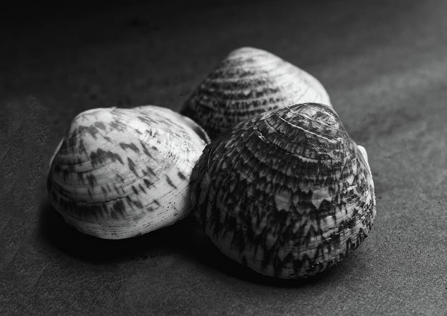 Clam Shells Black And White Photograph by Jeff Townsend