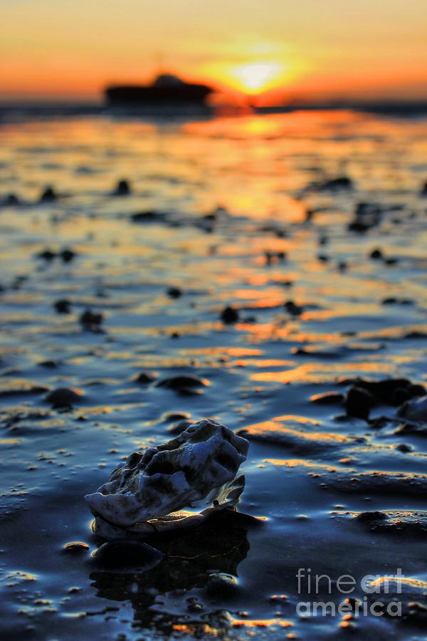 Clam Sunset  Photograph by Vicki Spindler