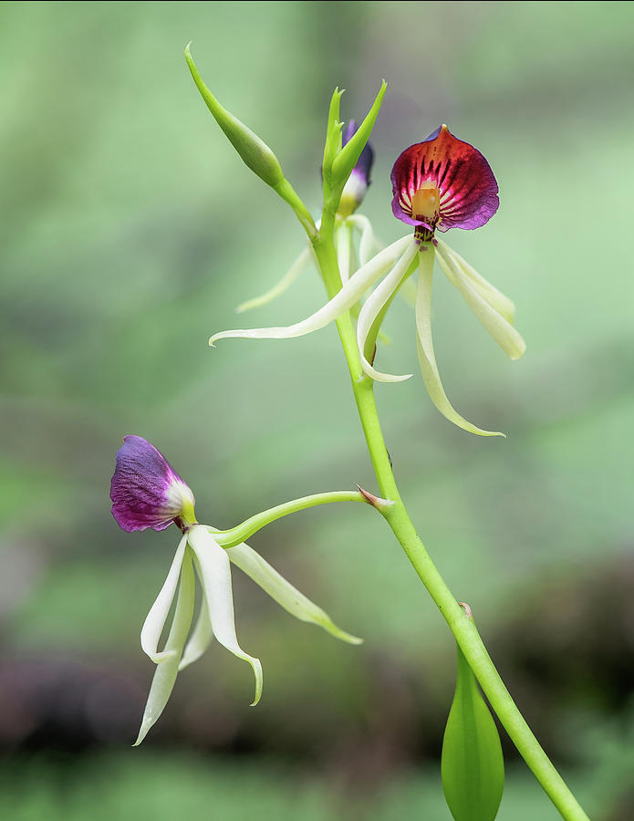 Clamshell Orchid 1 Photograph by Rudy Wilms