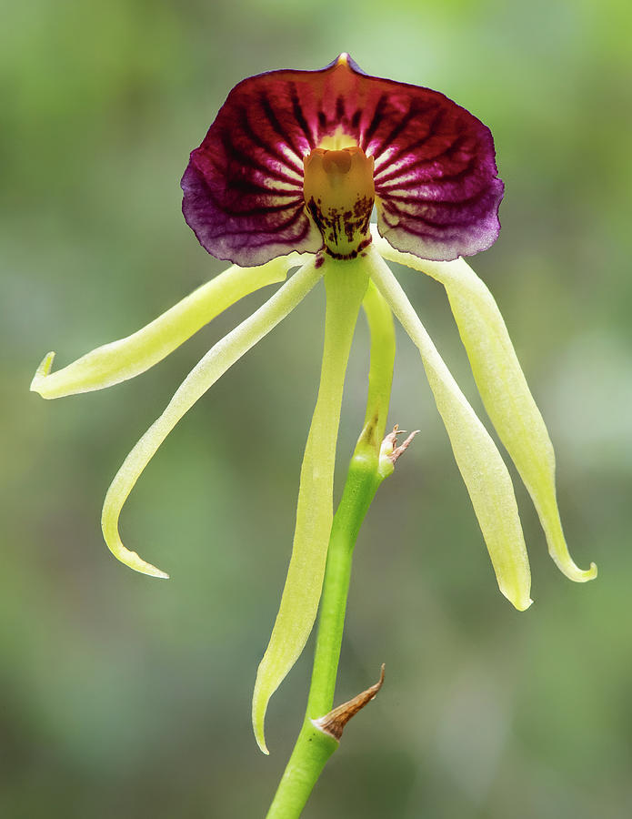 Clamshell Orchid Photograph by Rudy Wilms
