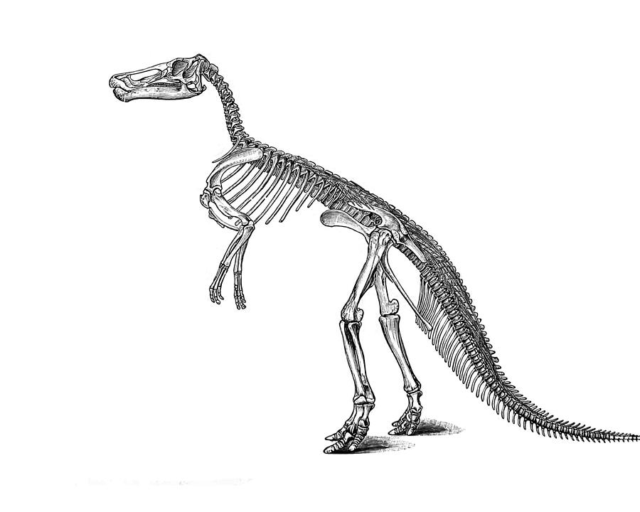 Dinosaur Digital Art - Claosaurus Anatomy by Madame Memento