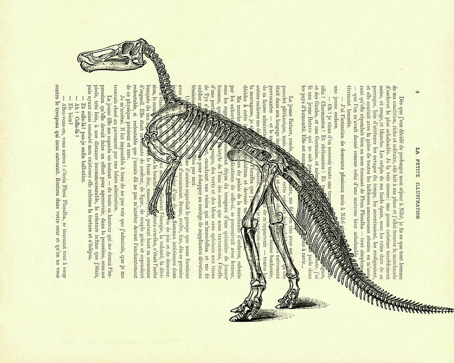 Dinosaur Mixed Media - Claosaurus skeleton by Madame Memento