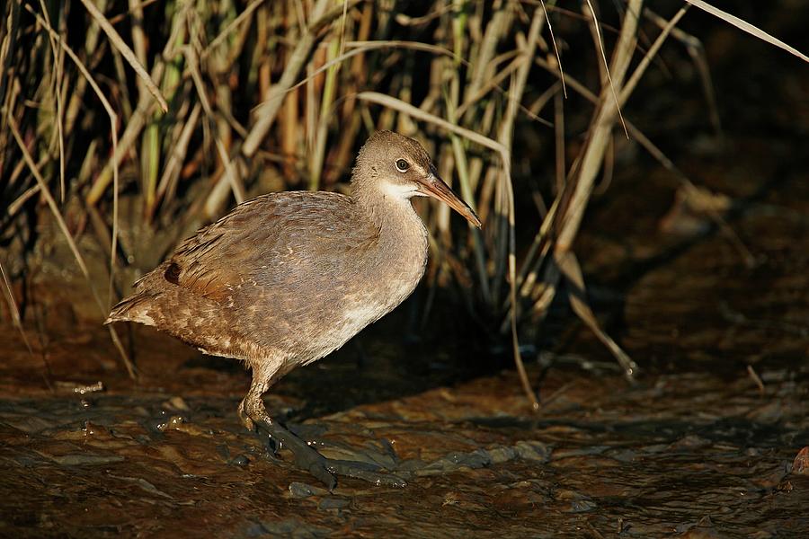 Clapper Rail In Marshes Photograph