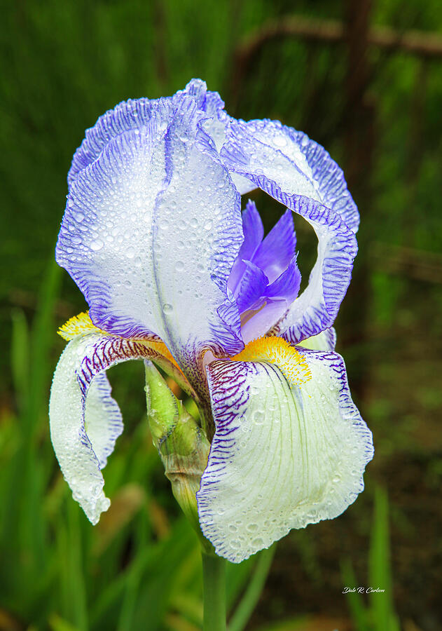 Clarabelle Iris Photograph by Dale R Carlson