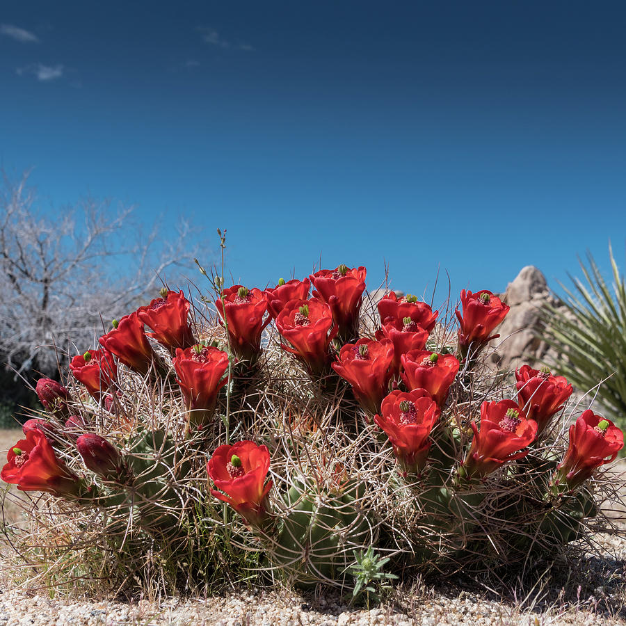 Claret Cactus Photograph by Kelly VanDellen