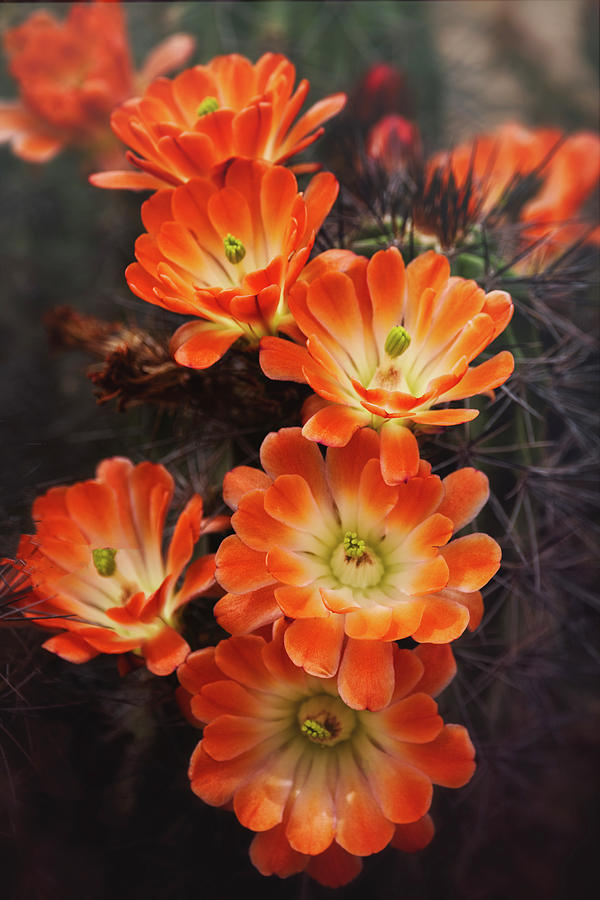 Claret Cup Beauty In Orange  Photograph by Saija Lehtonen