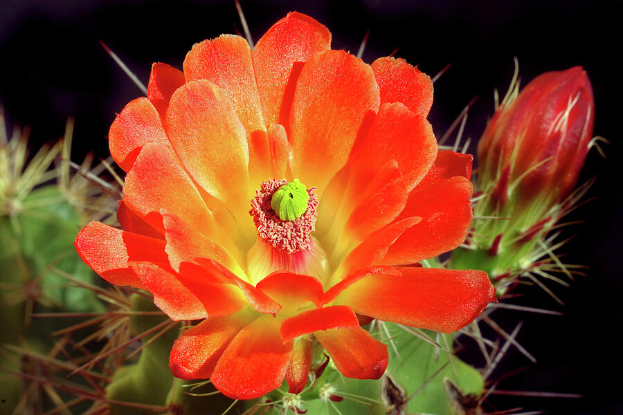 Spring Photograph -  First to Bloom, Claret Cup Cactus Flower and Bud by Douglas Taylor