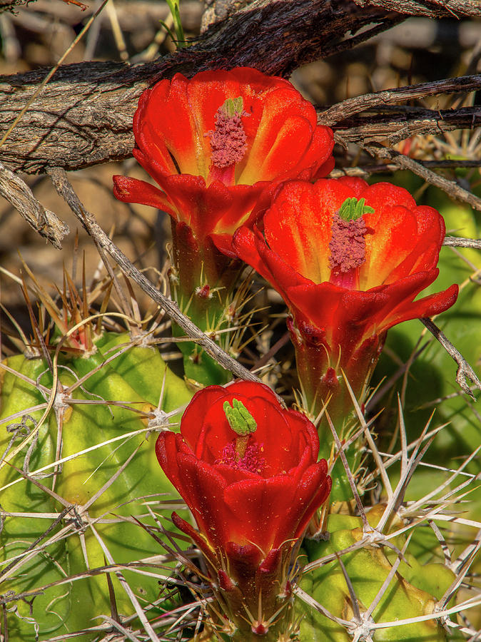 Claret Cup Cactus Photograph by Gerald DeBoer