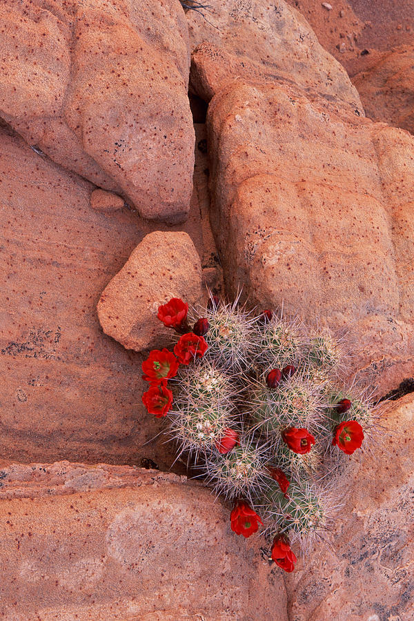 Claret-Cup Hedgehog Cactus in sandstone , Page , Arizona Photograph by Comstock