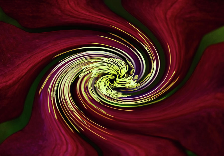 Claret Red Swirl Clematis Photograph