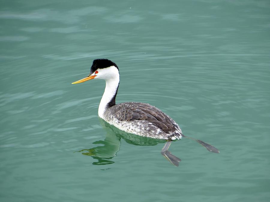 Clarks Grebe Photograph by Connor Beekman