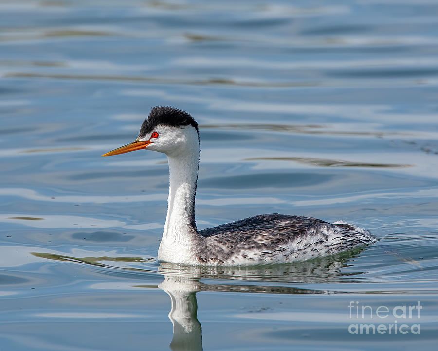 Nature Photograph - Clarks Grebe by Dale Erickson