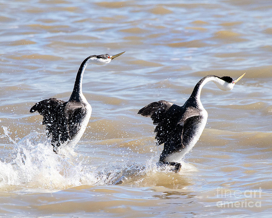 Clarks Grebes Mating Dance Photograph