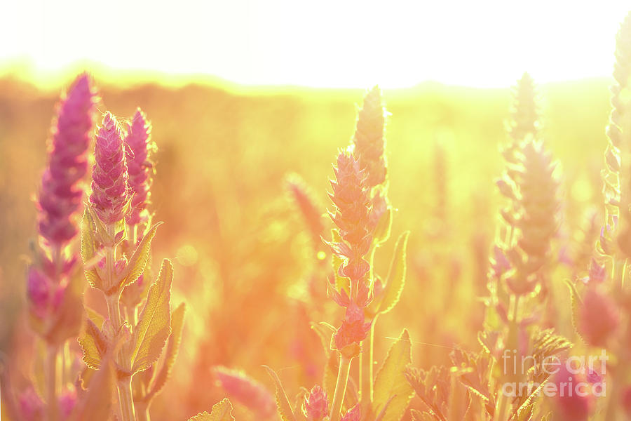 Clary sage plant in garden on sunny day Photograph by Manuel Dobrincu