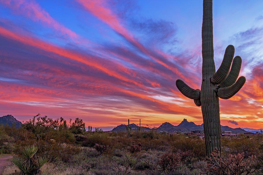 Classic Arizona Desert Sunset Landscape With Cactus Photograph By Ray ...