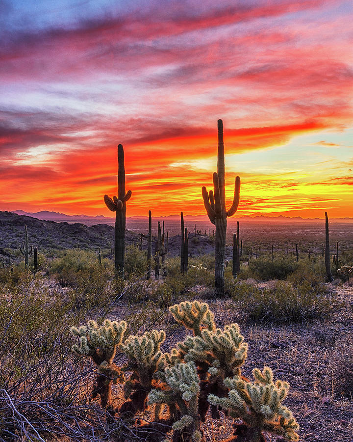 Classic Arizona Photograph by Mike Winer - Fine Art America