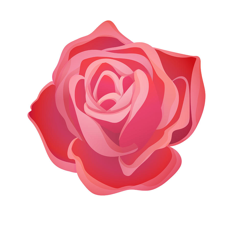 Classic blooming red rose bud Drawing by VolodymyrKozin