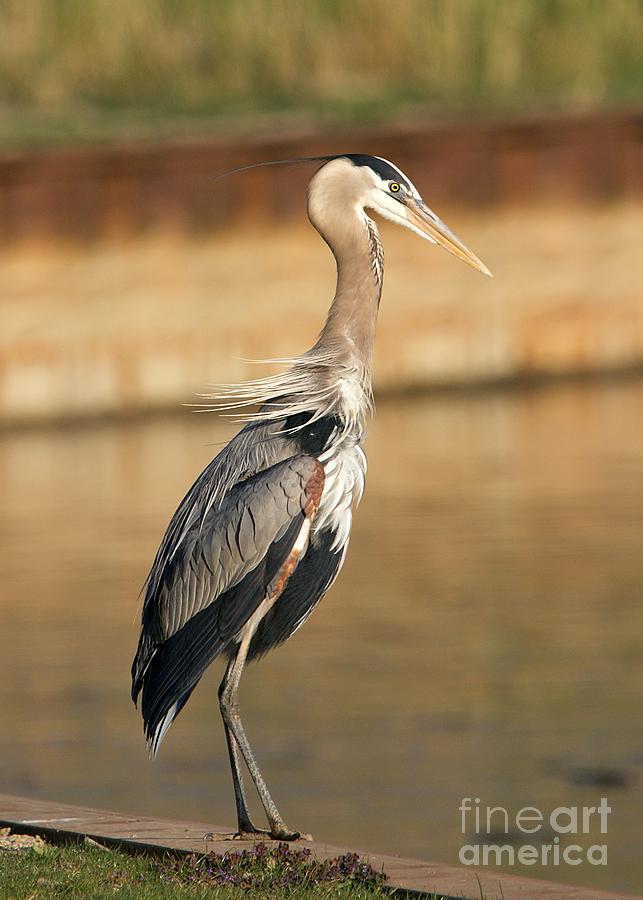 Classic Great Heron Pose Photograph by Yvonne M Smith