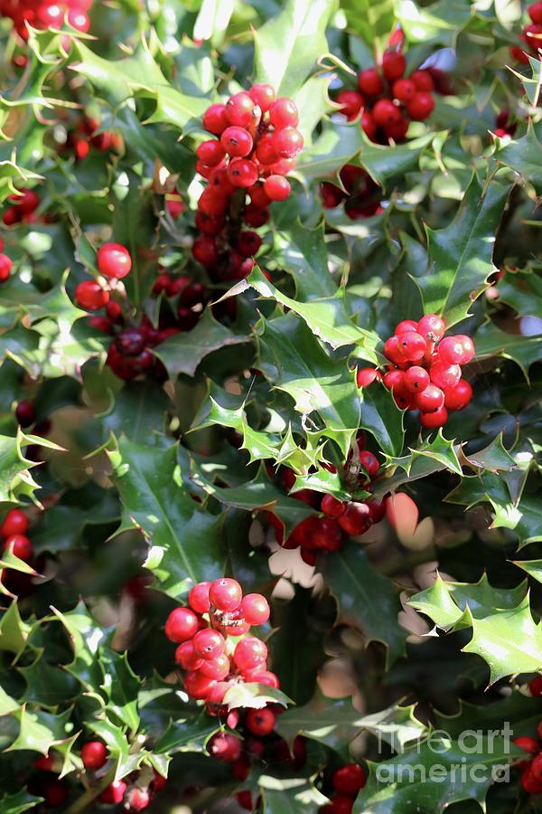 Classic Holly Berries Photograph