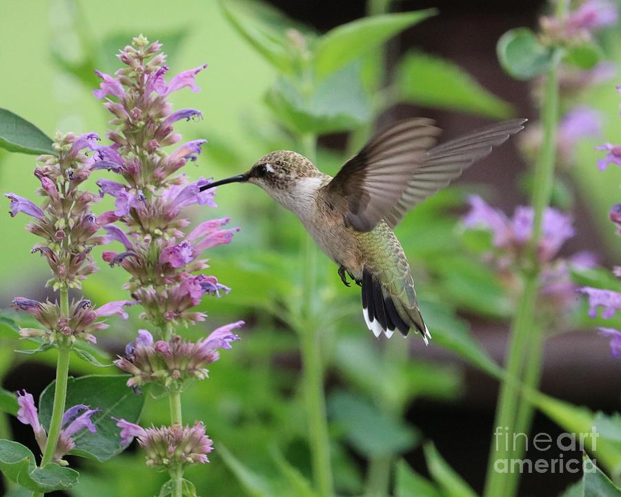 Classic Hummingbird Beauty Photograph by Carol Groenen