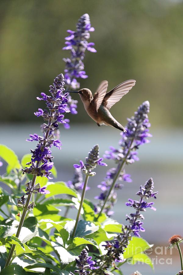 Classic Hummingbird Pose Photograph