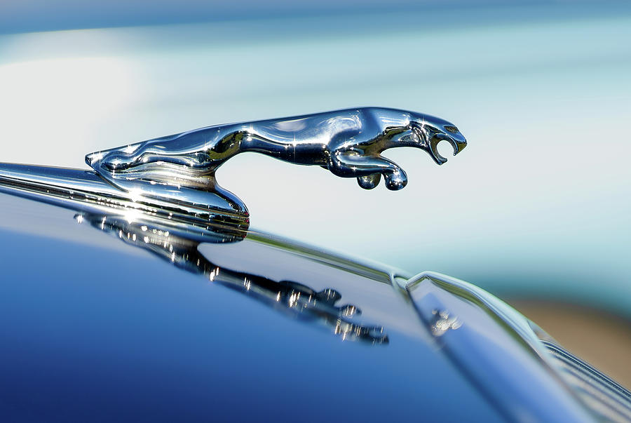 Classic Jaguar Hood Ornament Photograph By Dana Edwards - Pixels