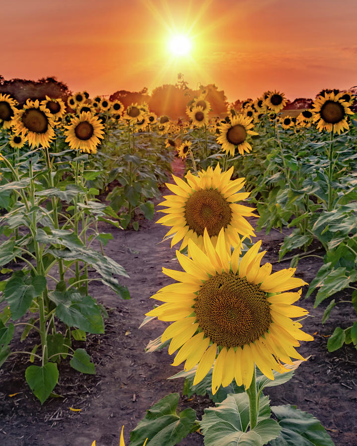 Classic Kansas Landscape - Sunflower Sunset Photograph by Gregory Ballos