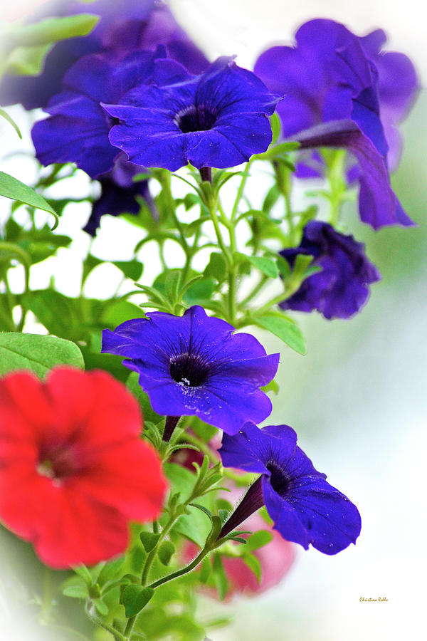 Classic Petunia Flowers Photograph by Christina Rollo
