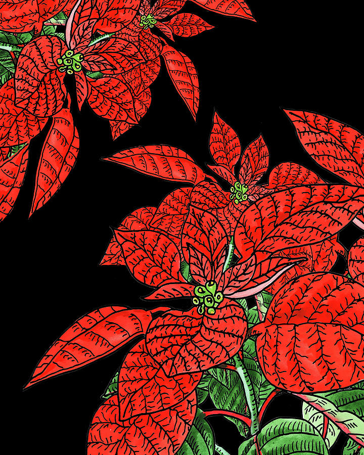 Classic Poinsettia In Black And Red Watercolor  Painting by Irina Sztukowski