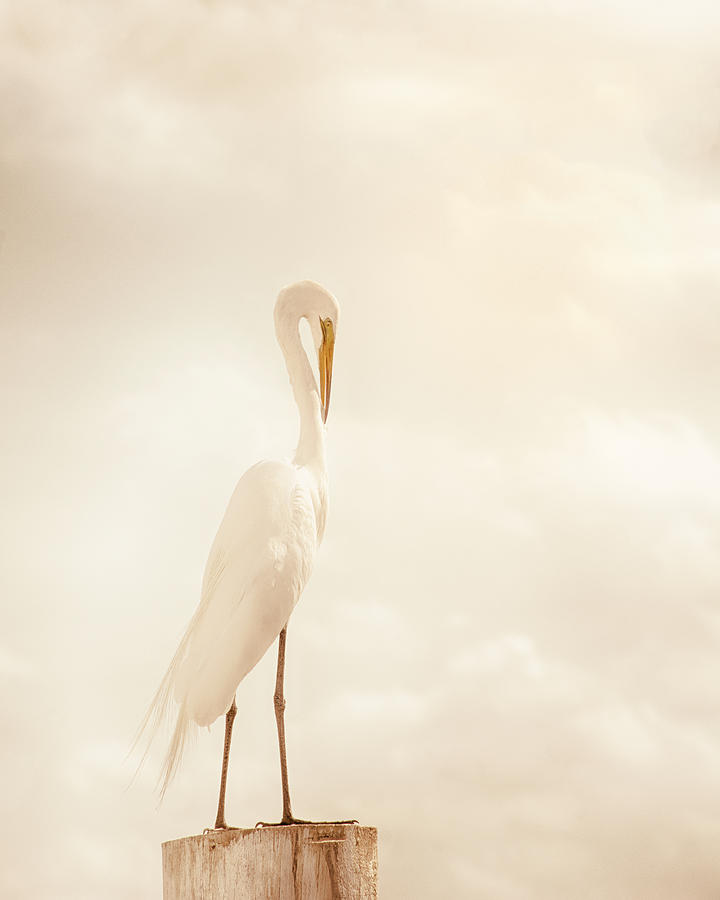 Classic Pose - Great Egret on Piling Photograph by Mitch Spence