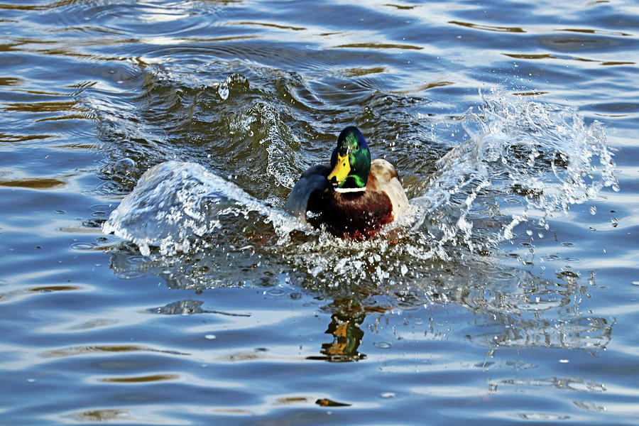 Classic Splashy Landing Photograph by Debbie Oppermann
