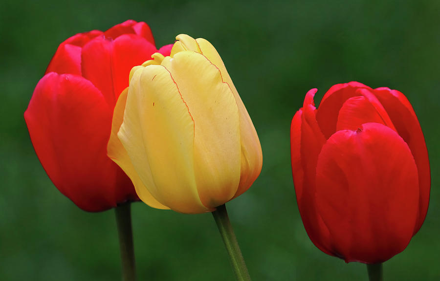 Classic Spring Garden Tulips Photograph
