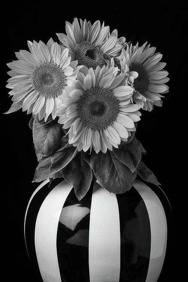 Classic Sunflower Still Life In Black And White Photograph by Garry Gay