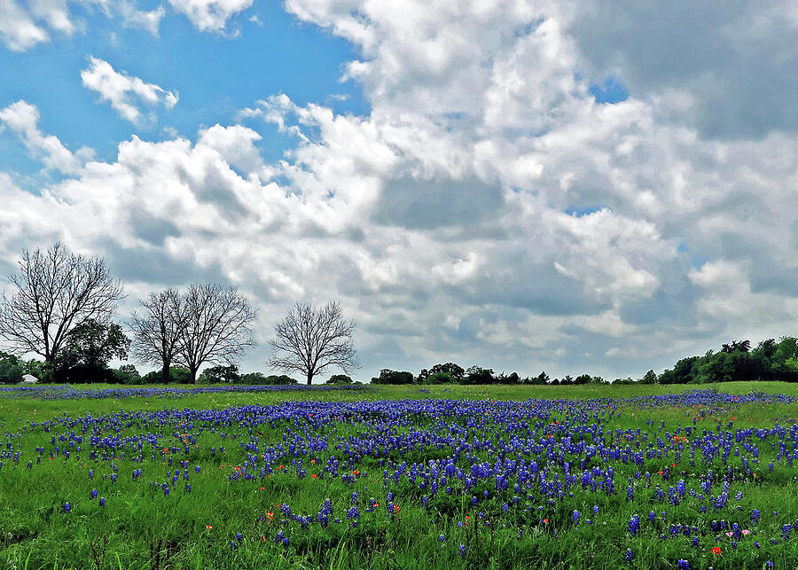 Classic Texas Bluebonnet Field. Lupinus Texensis Photograph