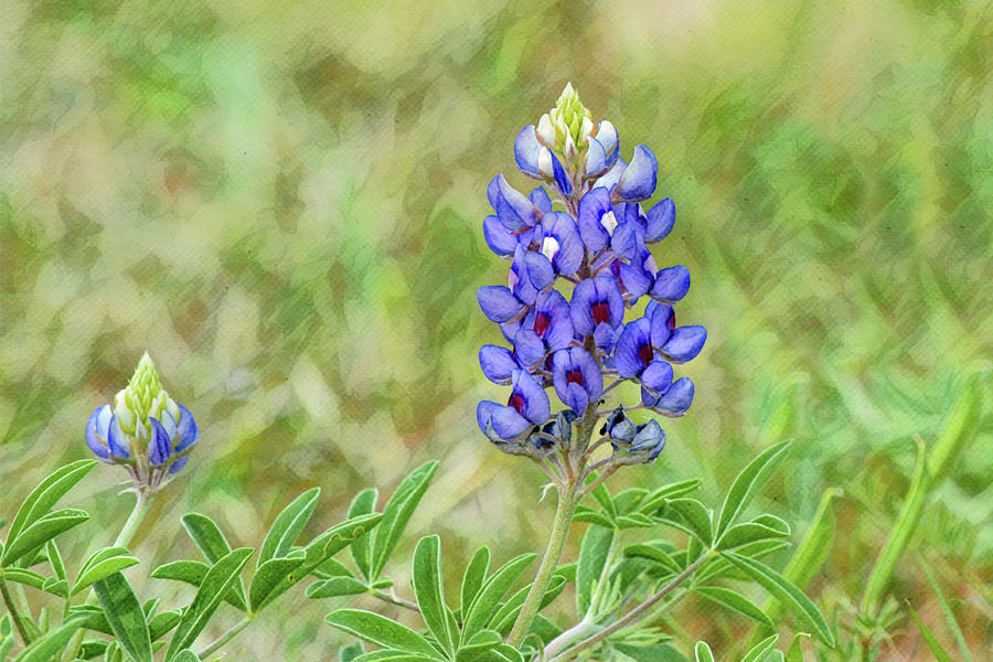 Classic Texas Bluebonnet Flower Close Up Digital Art by Gaby Ethington