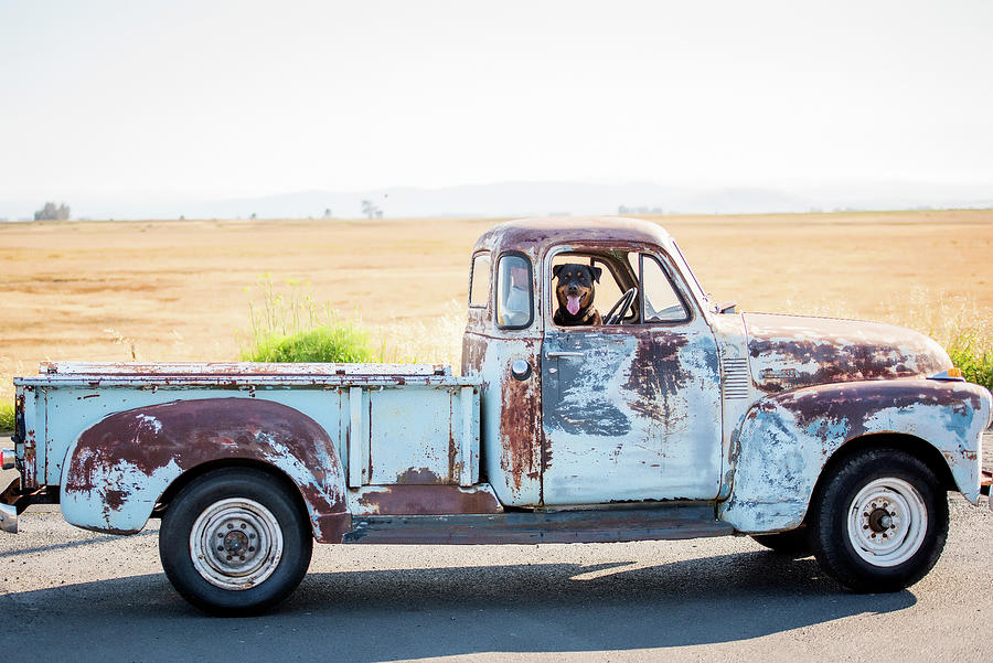Classic Truck and Mans best friend Photograph by Aileen Savage