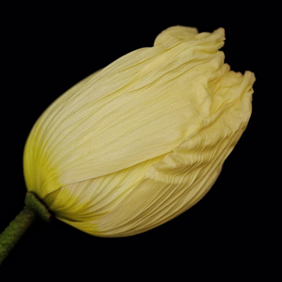 Classic Tulip Photo Photograph by William Hulbert
