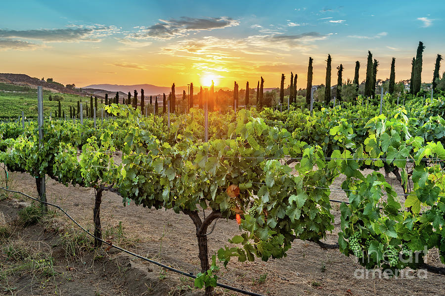 Classic Vineyard Sunset Photograph
