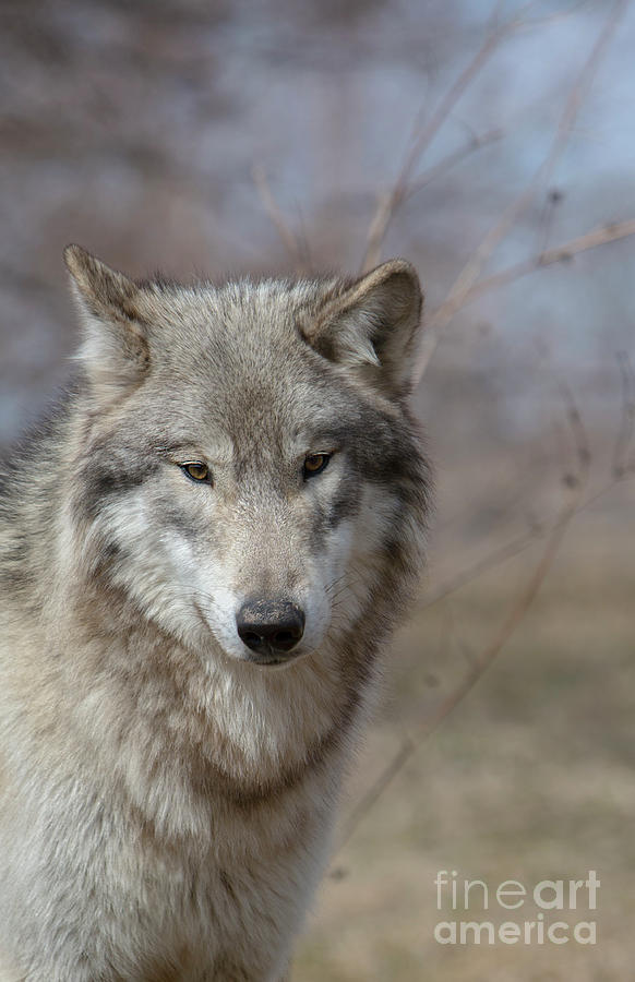 Classic Wolf 2 Photograph by Shari Jardina