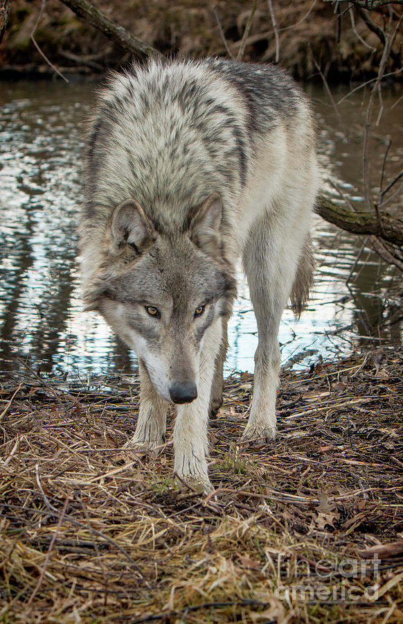 Classic Wolf Photograph by Shari Jardina